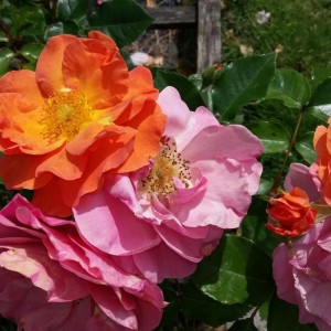 TOGETHER FOREVER (floribunda)